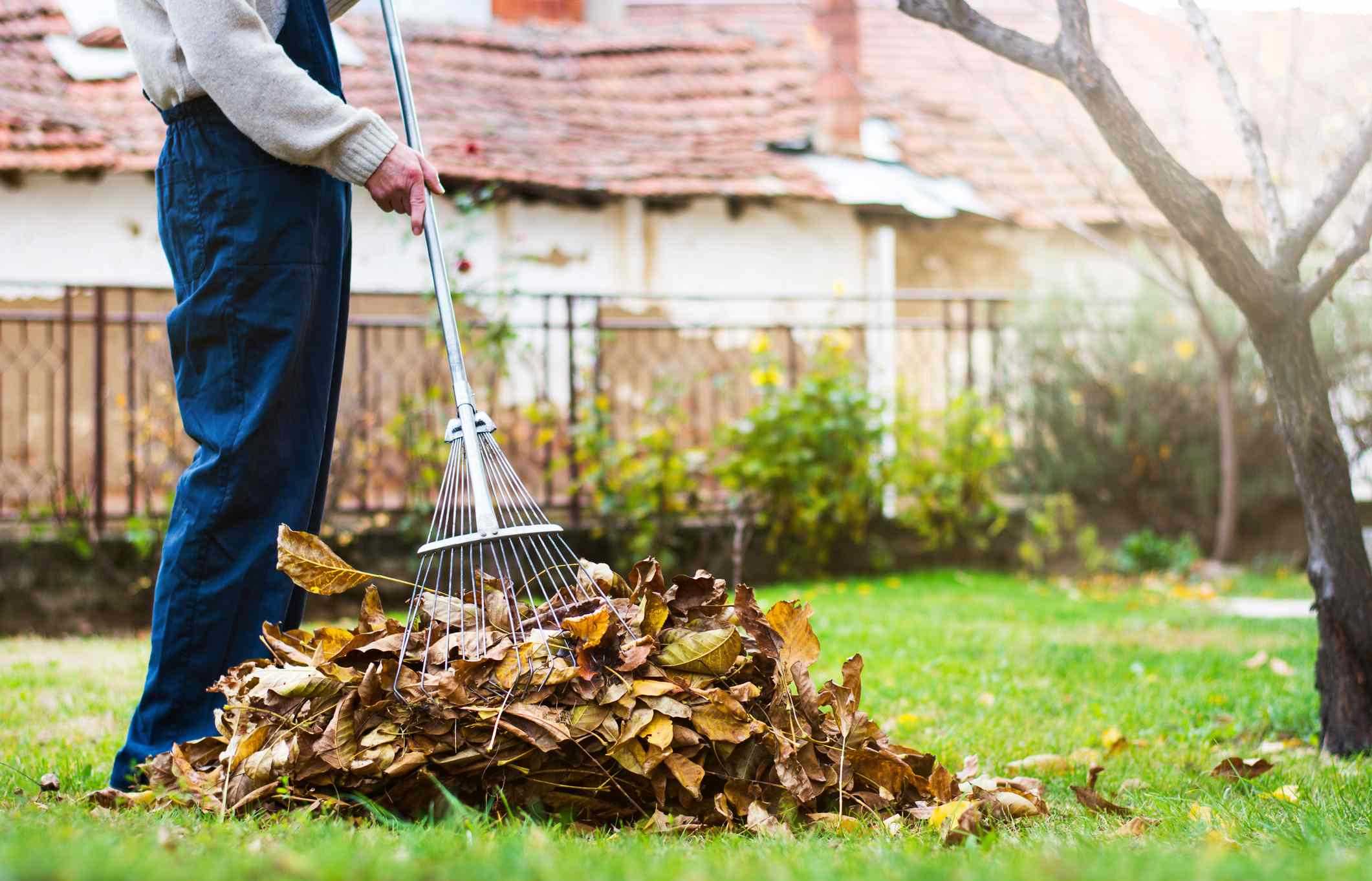 Leaf Removal Leaf Removal