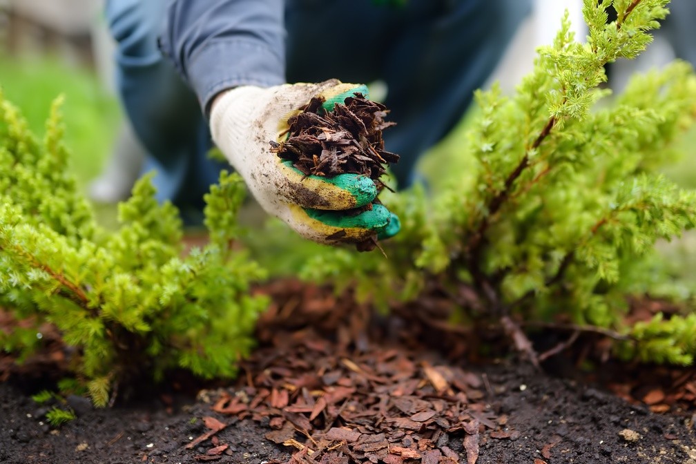 Mulching Mulching