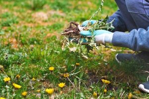 leaf-cleanup-service-belton-sc